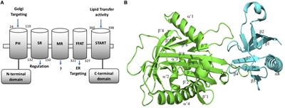 Identification of the Interactions Interference Between the PH and START Domain of CERT by Limonoid and HPA Inhibitors